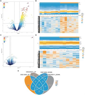 Potential therapeutic targets for pelvic organ prolapse: insights from key genes related to blood vessel development